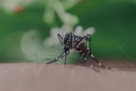 Georgetown to spray for mosquitos after trap tests positive for West Nile Virus